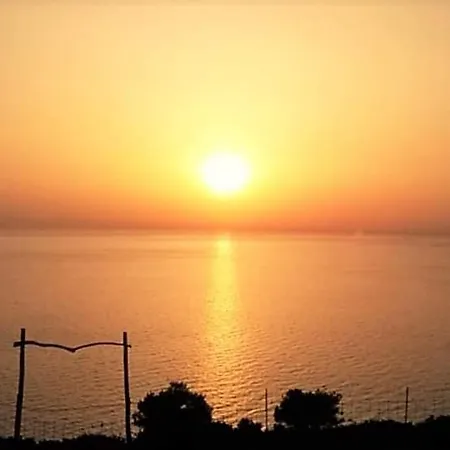 Araucaria * Tsilivi (Zakynthos)